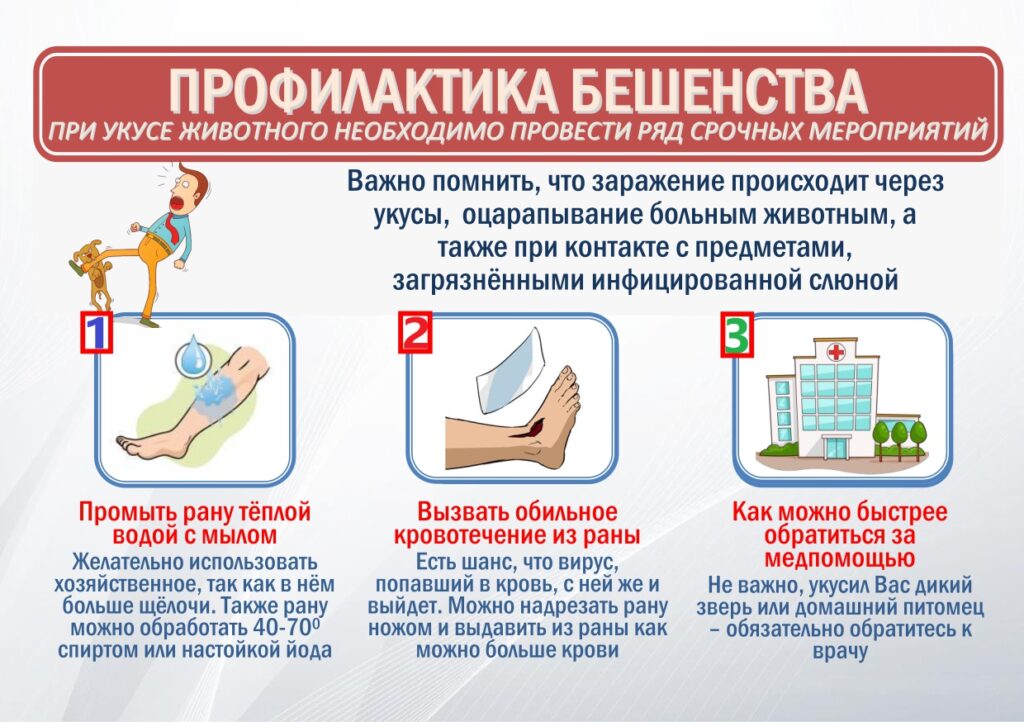 ПРОФИЛАКТИКА БЕШЕНСТВА — Бобруйская центральная больница